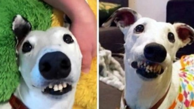Photo of “Ugly” Dog With “Human Teeth” Kept Getting Rejected, But One Woman Fell In Love