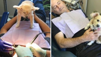 Photo of 13-Year-Old Toothless Chihuahua Becomes Comfort Dog To Scared Dental Patients