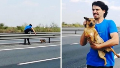 Photo of Puppy Dumped In Middle Of Busy Freeway Freezes In Fear & Cries To Strangers