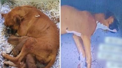 Photo of Puppy Mill Breeder Asks If Pregnant Dog Is Dead Yet After Pups Die Inside Her