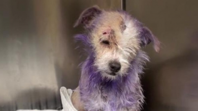 Photo of Severely Neglected Dog Is Hopeless & Terrified – Until Rescuers Save Her Life