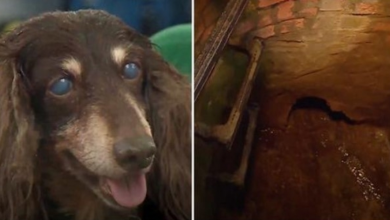 Photo of 15-Year-Old Blind & Deaf Dog Fell Into Sewer, Cops Get Down & Dirty To Save Her