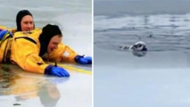Photo of 12-Year-Old Bulldog Struggles To Stay Afloat After Collapsing Through Ice