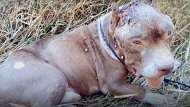 Photo of His Human Dumped Him When He Grew Tired Of Him, Left Him Covered In Wounds & Ticks