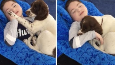 Photo of She gives a dog to a child with disabilities and their reaction is wordless