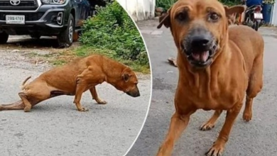 Photo of Brilliant Street Dog Fakes Leg Injury To Get Treats From Passersby