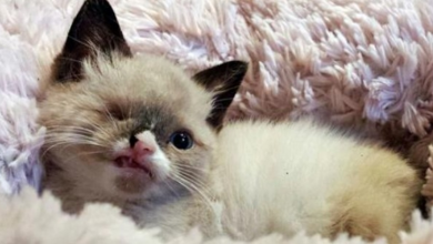 Photo of Tiny Kitten’s Attacked By Raccoon, Loses An Eye But Puts Up Big Fight To Survive