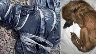 Photo of Psycho Tied Her Up In Garbage Bag & Hoped That She’d Suffocate To Death