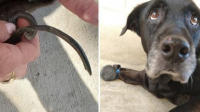 Photo of Older Dog Cries In Pain From Walking On “Longest Nails Our Staff Has Ever Seen”