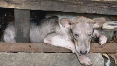 Photo of Brutal Man Made Puppy Live In Cramped Space Beneath Porch & Never Let Him Out