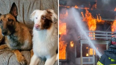 Photo of Firefighters Restore Faith In Humanity & Help Grieving Woman Say Goodbye To Dog