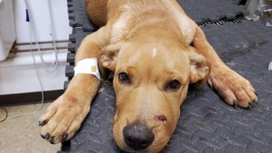 Photo of Ruthless Man Shot Puppy In Snout & Left Him Yelping In Pain In Porta-Potty