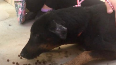 Photo of Dog Gets His First Real Meal After Being Chained And Neglected For 7 Years