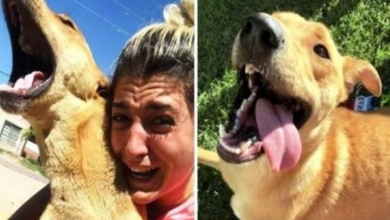 Photo of Woman Can’t Stop Crying When Reunited With Her Dog After 3 Months Of Searching
