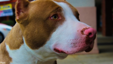 Photo of Good Samaritan Rescues Pit Bull From Abandoned School