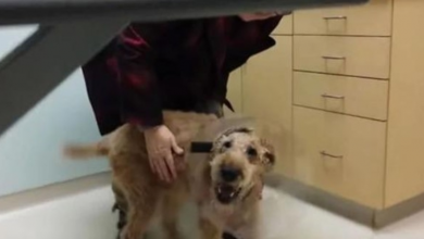 Photo of Blind Dog Gets Eyes Surgically Restored And is HAPPY He Can See His Family Again