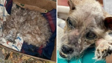 Photo of Maggot-Infested Dog So Badly Neglected, Staffers Unable To Determine Gender