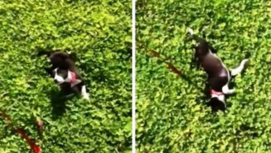 Photo of Abused Dog Tied To Pole All His Life Sees Grass For The 1st Time