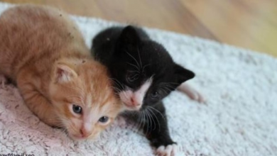 Photo of Couple That Has Never Owned Pets Saves Newborn Kittens