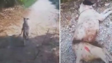 Photo of Dog Ran From Them Since “All Humans Are Bad” & Her Body Gave Out On The Ground