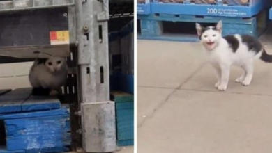 Photo of Woman Finds A Kitten In Walmart And Decides To Give Him A Better Life