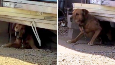 Photo of Owner Chains Dog To One Spot For 15 Years, Mocks Anyone Who Tries To Save Him