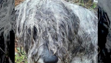 Photo of A Starved And Abused Schnauzer Was Found Tethered To A Tree On Country Land