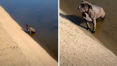 Photo of Owner Dumps Pit Bull In A Filthy Canal, Dog Sits In The Same Spot For Days