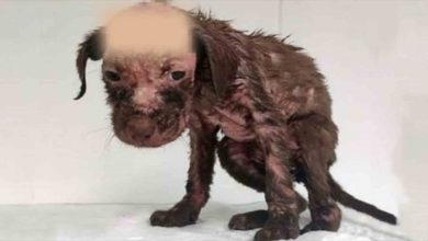 Photo of Man Poured Boiling Water On Puppy & Dumped Him ‘Because He Didn’t Obey Order’