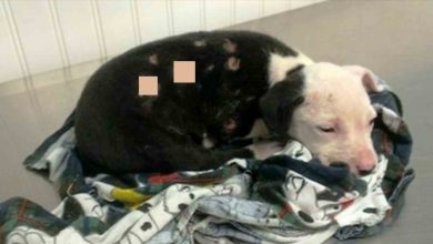 Photo of Family Didn’t Want Anything To Do With Their Puppy After House Fire And Dump Him