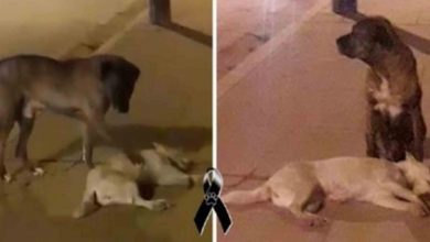 Photo of Desperate abandoned dog does everything to revive run over friend