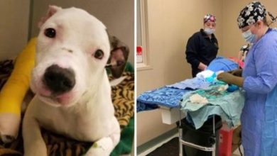 Photo of Owners Lie About How Dog Broke Her Leg In 2 Places, Vets Forced To Amputate