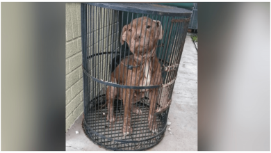 Photo of Neglected Pit Bull Left To Die Into Birdcage, Dumped Outside Animal Shelter