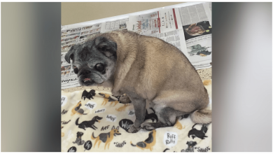 Photo of Woman Left Her Blind Deaf 15-Yr-Old Pug In Box At Walmart Then Walked Away