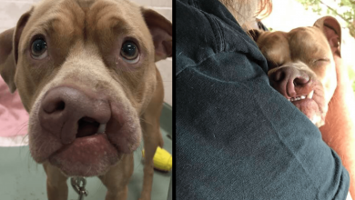 Photo of Nobody Wanted Dog With Cleft Palate Until His Crooked Smile Stole Someone’s Heart