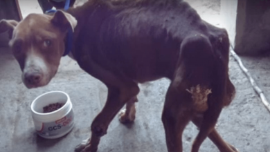 Photo of Dog Was Left To Starve But After His Rescue Makes A Mind-Blowing Transformation