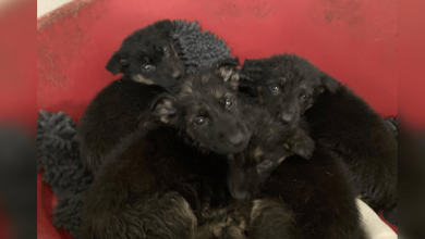 Photo of Puppies Left On The Side Of A Busy Road Have A Very Different Life Now
