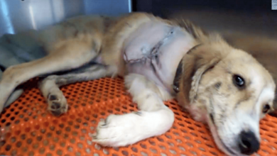Photo of Puppy Who Was Hit By Car & Left For Dead Finally Gets A Magical New Beginning