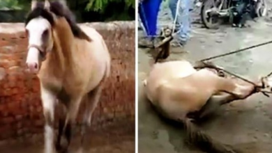 Photo of Owner Loses Control Of His Horse And It Kicks A Man, So Owner Poisons The Horse