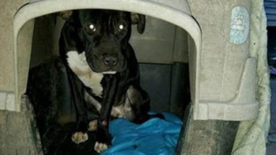 Photo of They Moved And Left Their Dog Behind, Tied Up In The Cold Without Food. So He Ate Metal To Survive