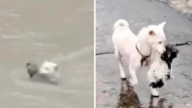 Photo of Brave Stray Mother Dog Risks Her Life To Save Her Puppy Stranded In Floodwaters