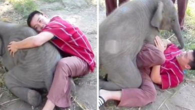 Photo of Tourist Just Wants To Hug Cute Baby Elephant, Ends Up Getting Smothered In Love