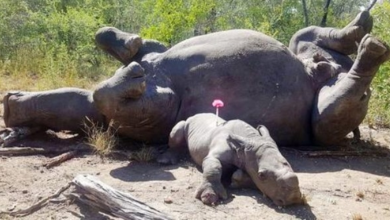 Photo of Rhino Calf Desperately Cried Out For Help After His Mom Was Killed By Poachers