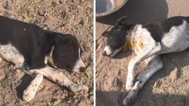 Photo of Two Puppies Attacked By Wild Animal Survive Thanks to Caring Rescuers