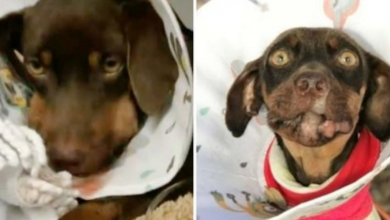 Photo of Adorable Pooch Loses 75 Percent Of Jaw After Evil Person Shoots Her In Face