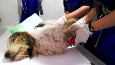 Photo of “Unwanted” Dog Brutally Thrown Out Of Speeding Car, Sustains Critical Injuries