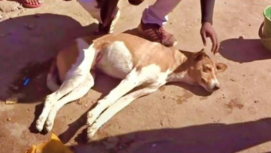 Photo of Man Prays Cripple Dog’s ‘Timid Steps Blossom Into Prancing Strides’ & Lifts Her