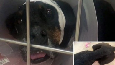 Photo of His Owner Didn’t Want Him So He Chained Him Up & Starved Him For 7 Years