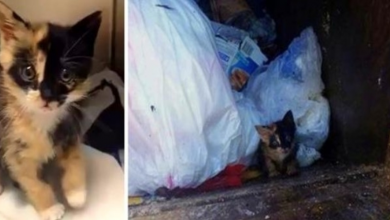 Photo of Owner Seals Kitten In A Tight Plastic Bag And Tosses Her Into The Garbage Truck