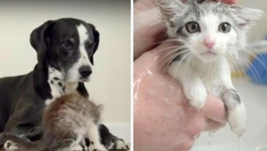 Photo of Video Captures Tender Moment As Shy Dog & Scared Rescue Cat Meet For First Time